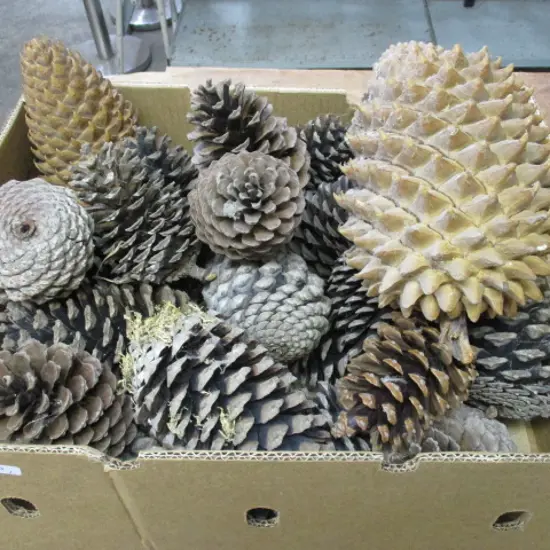 Pine Cones