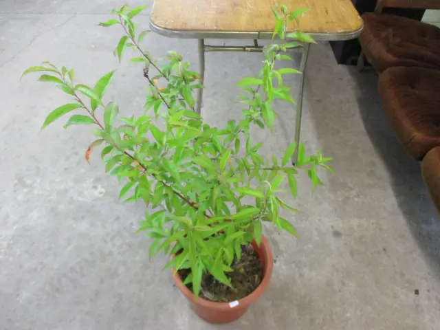 Peach Tree Image 1++