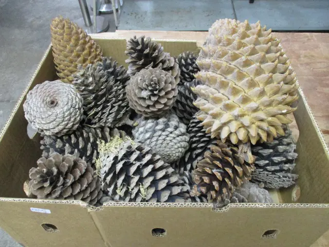 Pine Cones Image 1++