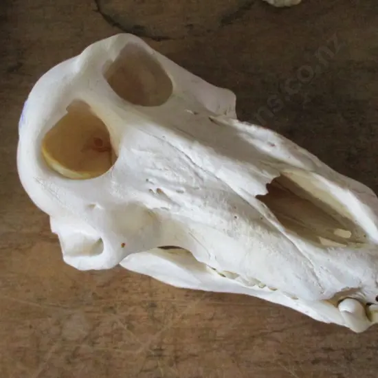Skull