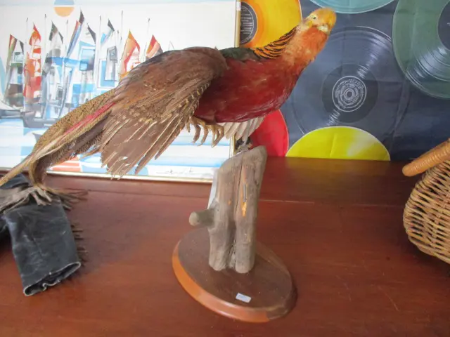 Golden Pheasant Image 1++