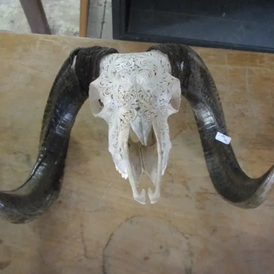 Skull