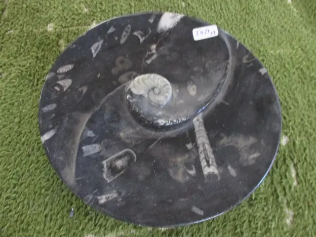 Fossil Bowl Image 1++