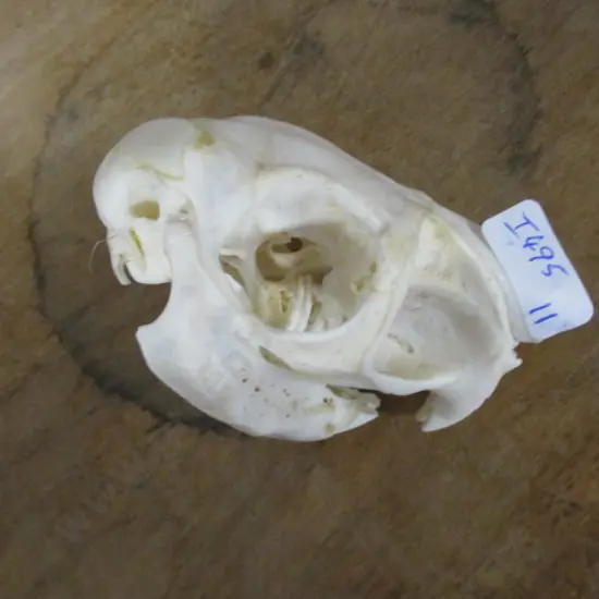 Skull