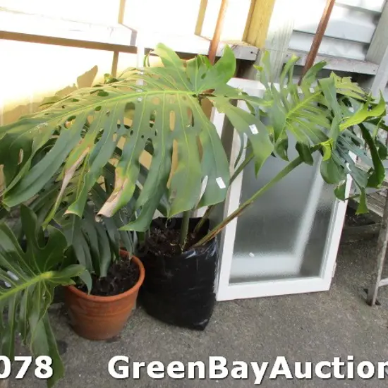 Monstera Plants