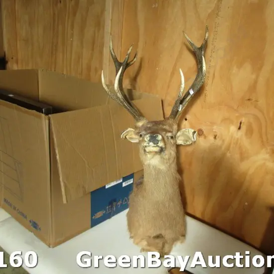 Taxidermy Deer