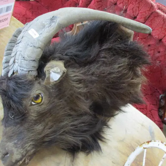 Taxidermy Goat