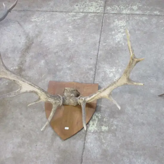 Antlers