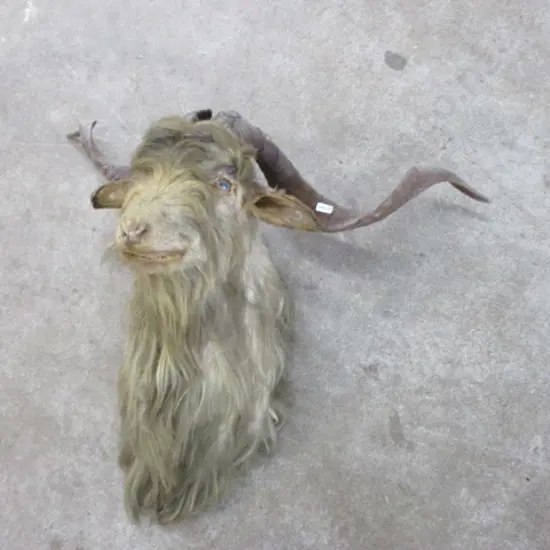 Taxidermy Goat
