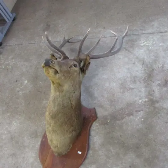 Taxidermy Deer