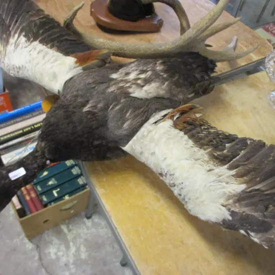 Taxidermy Duck